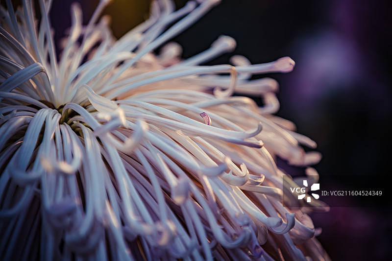 南京中山植物园菊花展图片素材