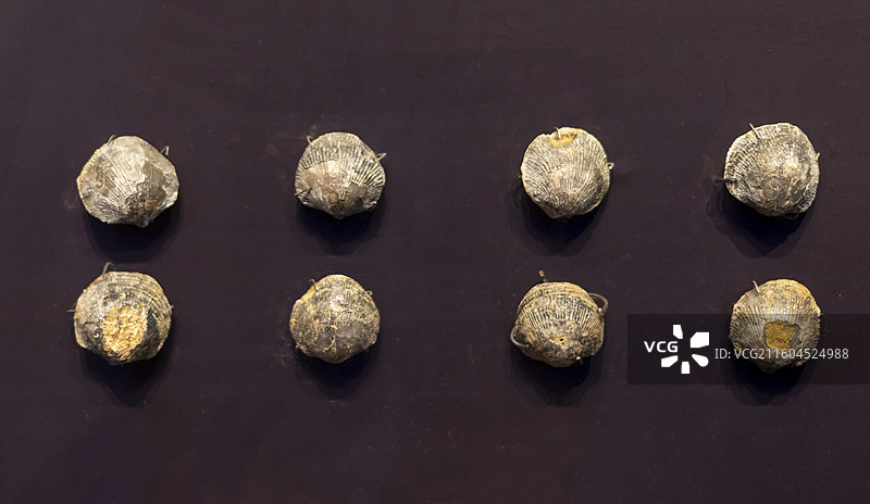 无洞贝 广西横县 古生代 国家海洋博物馆图片素材