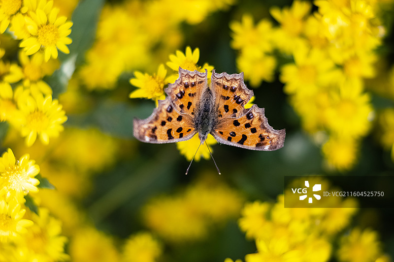 一只黄钩蛱蝶在采食野菊花的花粉图片素材