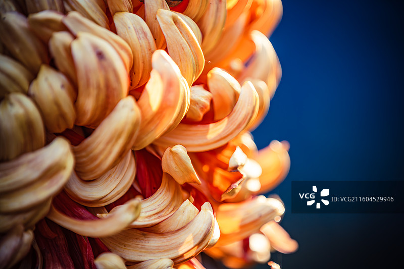 南京中山植物园菊花展图片素材