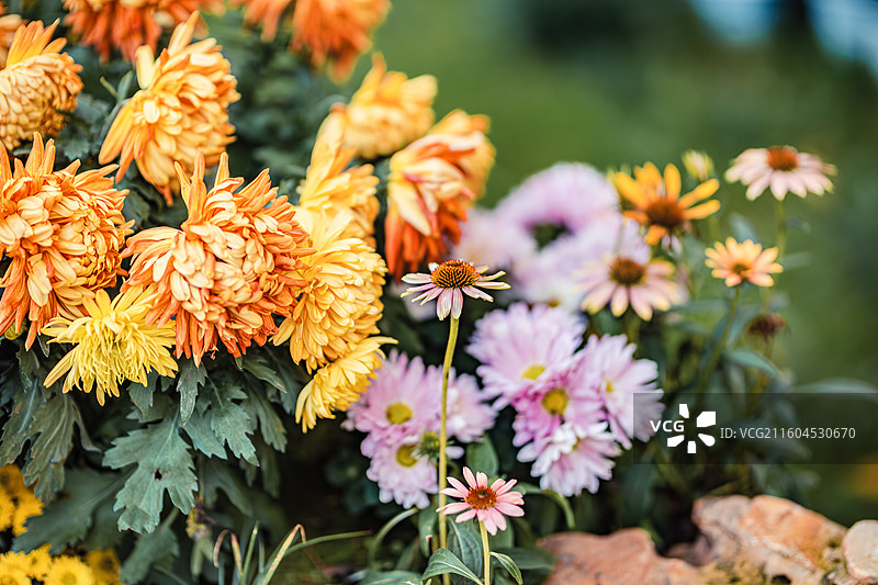 南京中山植物园菊花展图片素材