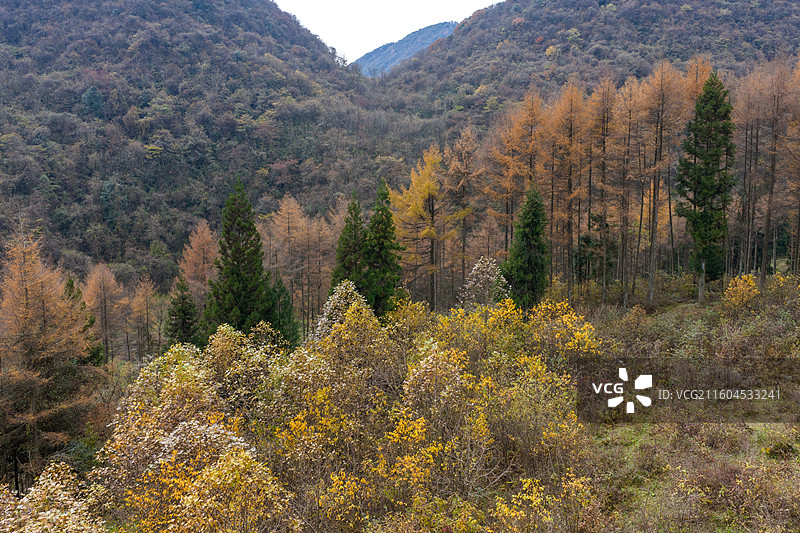 湖北恩施州恩施市国有前山林场秋景图片素材