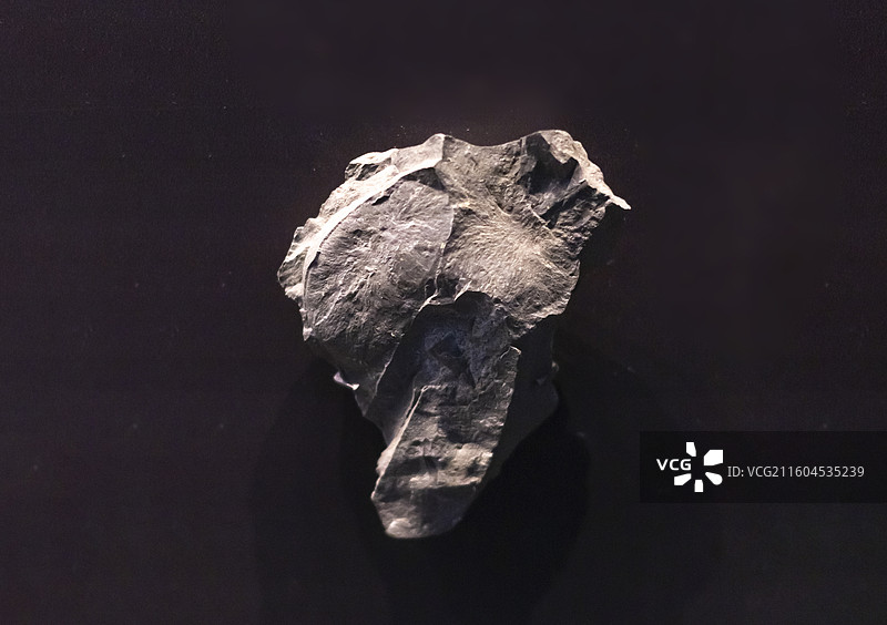 马龙线带螺 国家海洋博物馆图片素材