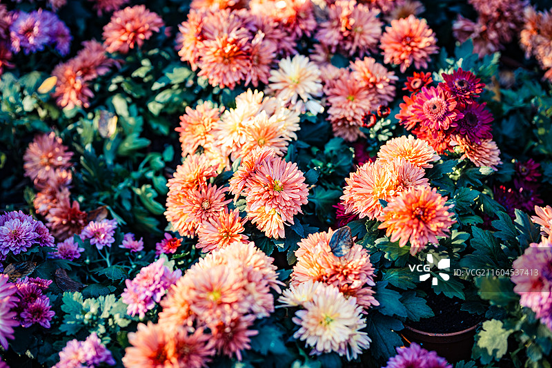 南京中山植物园菊花展图片素材