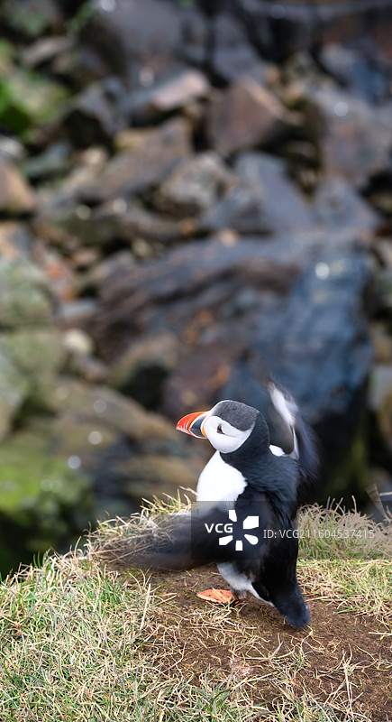 puffin小鸟图片素材