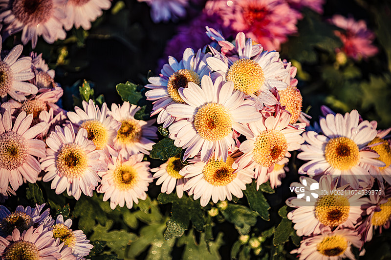南京中山植物园菊花展图片素材