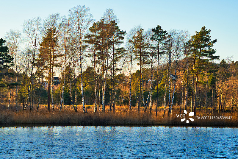 Golden hour的树林图片素材