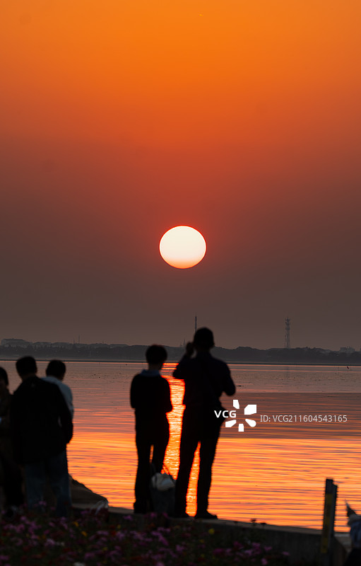 2025淀山湖花海格桑花日落图片素材