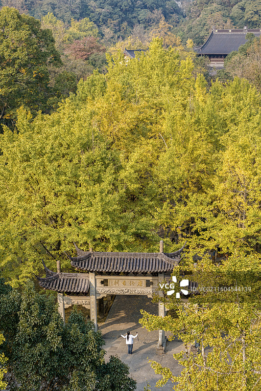 诸暨五泄风景区五泄禅寺秋天银杏图片素材