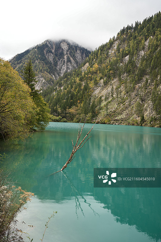 九寨沟秋天 彩林叠翠 海子碧蓝 红叶漫山 溪流潺潺 诺日朗瀑布 镜海倒影 黄龙钙化池 秋日秘境 川西图片素材