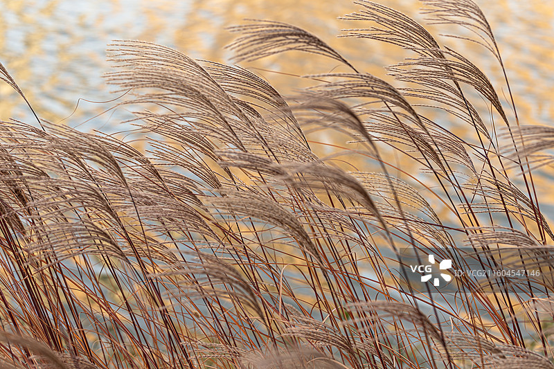 初冬傍晚湖边狼尾草的花穗图片素材