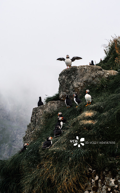 puffin小鸟图片素材