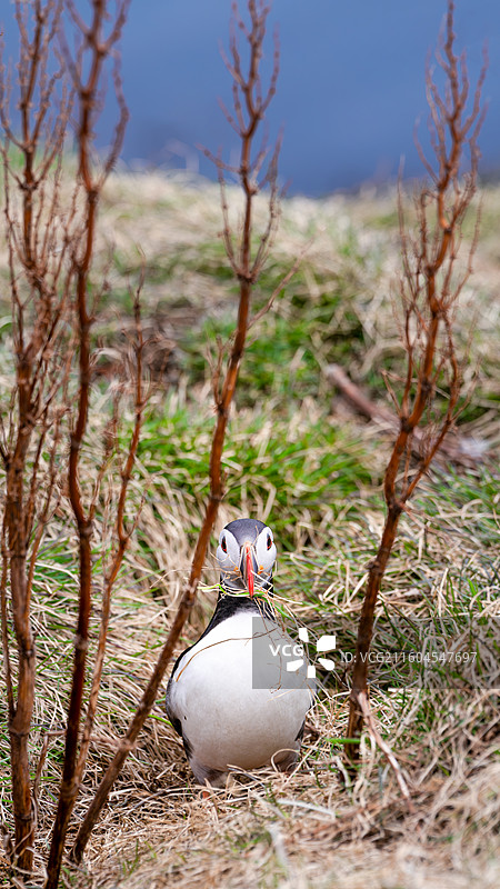 puffin小鸟图片素材