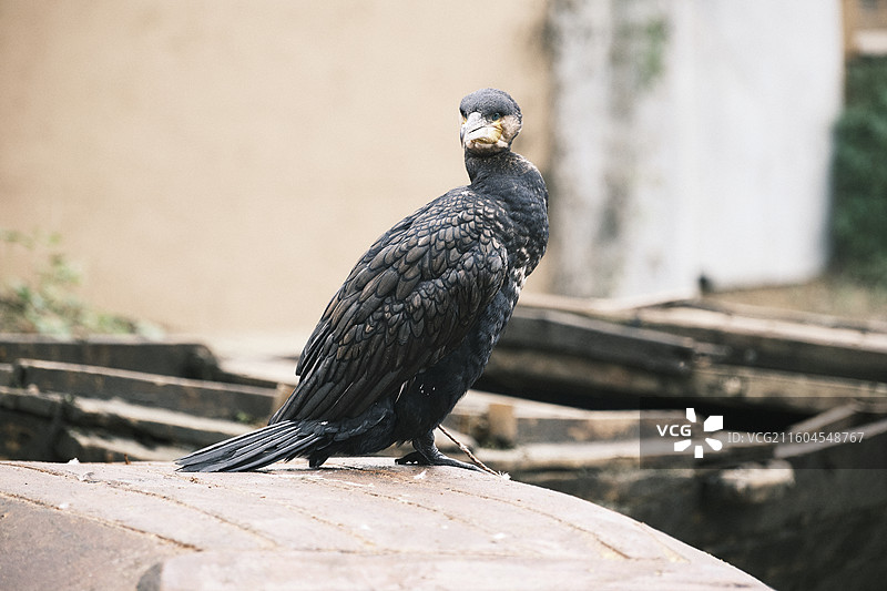 微山岛上的鱼鹰图片素材