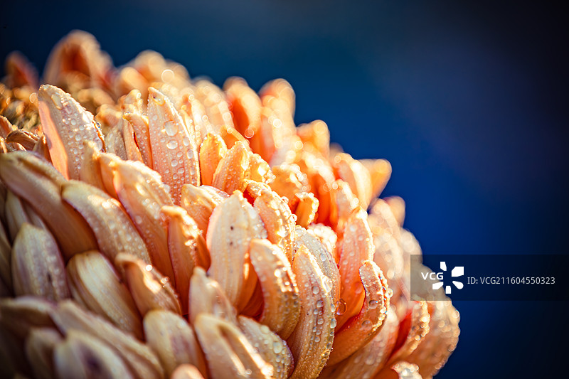 南京中山植物园菊花展图片素材