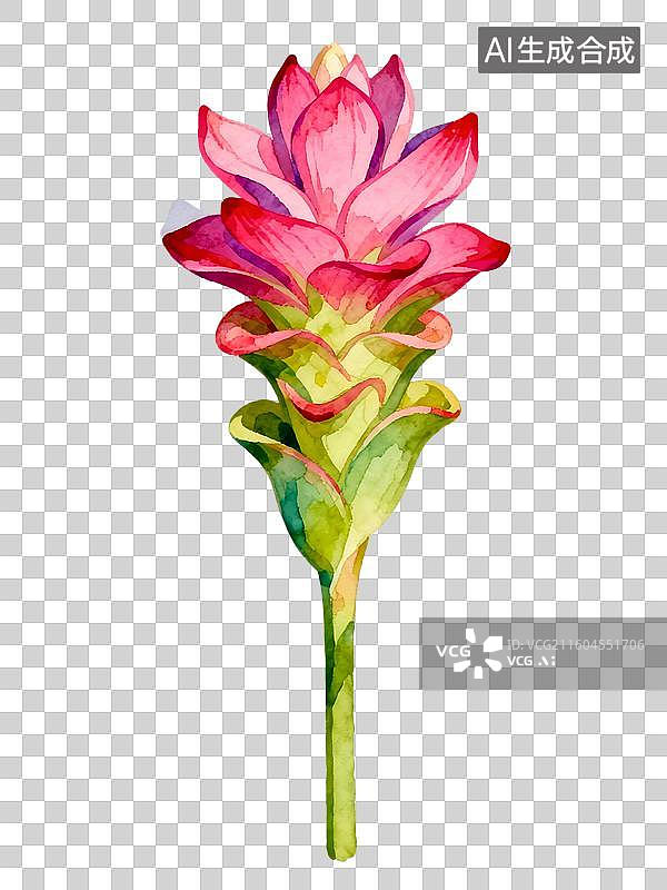 【AI数字艺术】姜荷花 水彩插画花卉系列图片素材