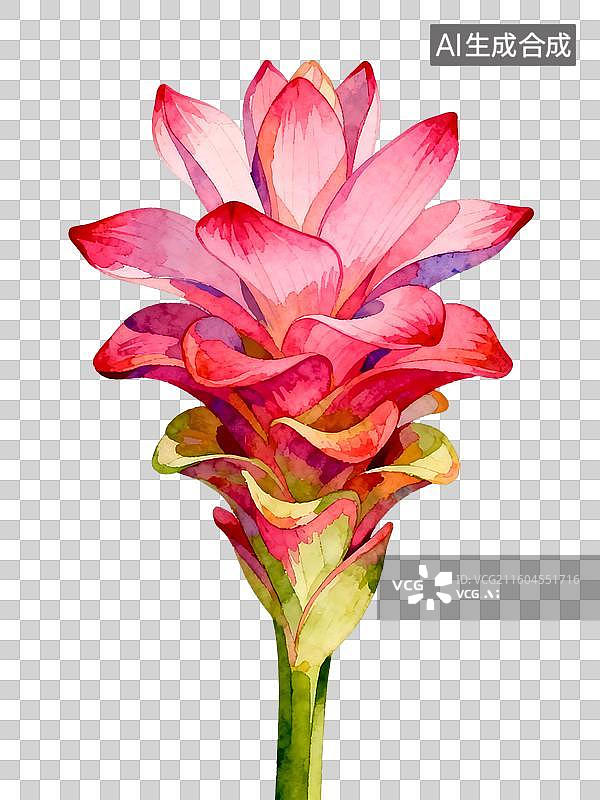 【AI数字艺术】姜荷花 水彩插画花卉系列图片素材