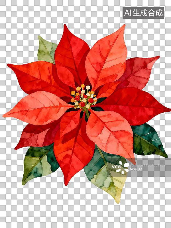 【AI数字艺术】猩猩木 圣诞红 水彩插画花卉系列图片素材