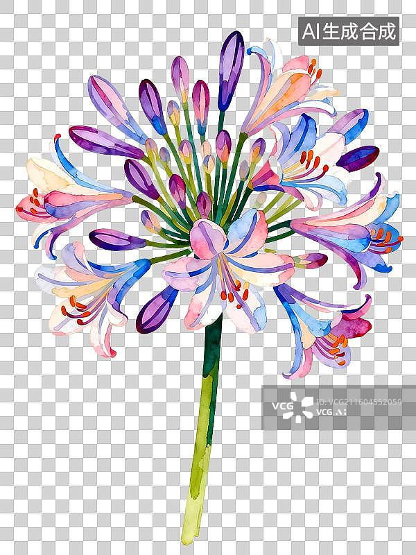 【AI数字艺术】非洲百合花 百子莲花 水彩插画花卉系列图片素材