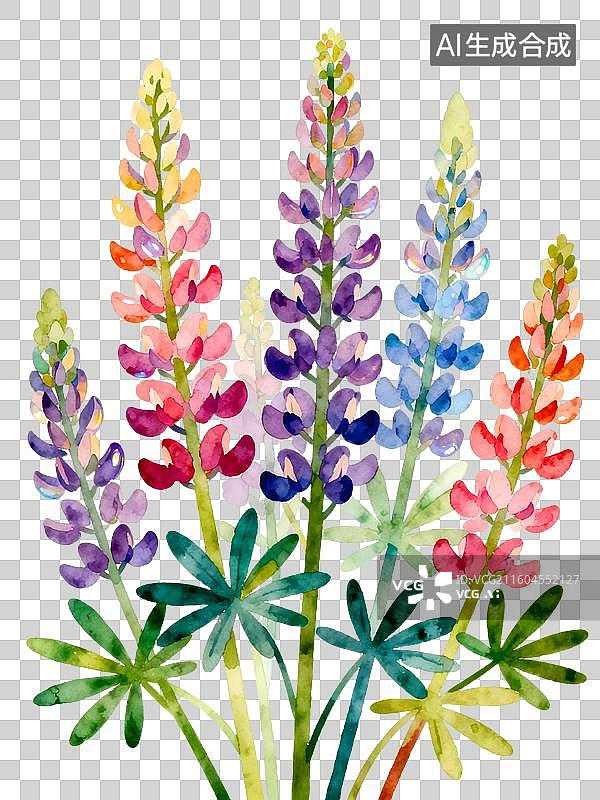 【AI数字艺术】羽扇豆 鲁冰花 水彩插画花卉系列图片素材