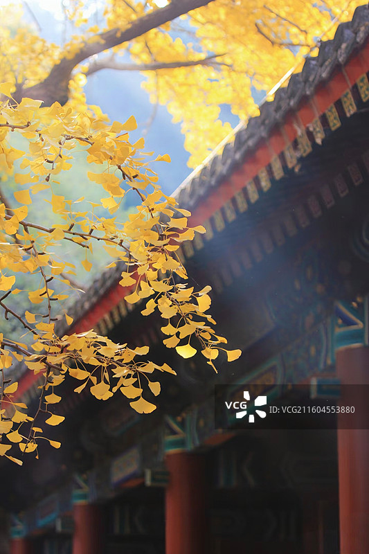 古殿秋妆：红墙金叶共辉映图片素材