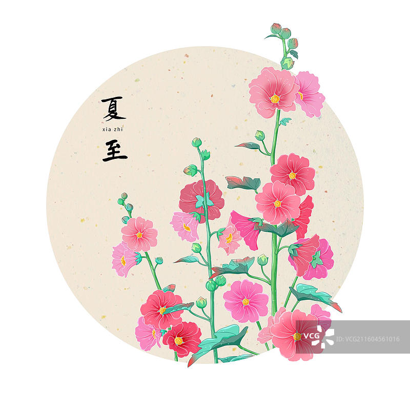 夏至蜀葵图片素材