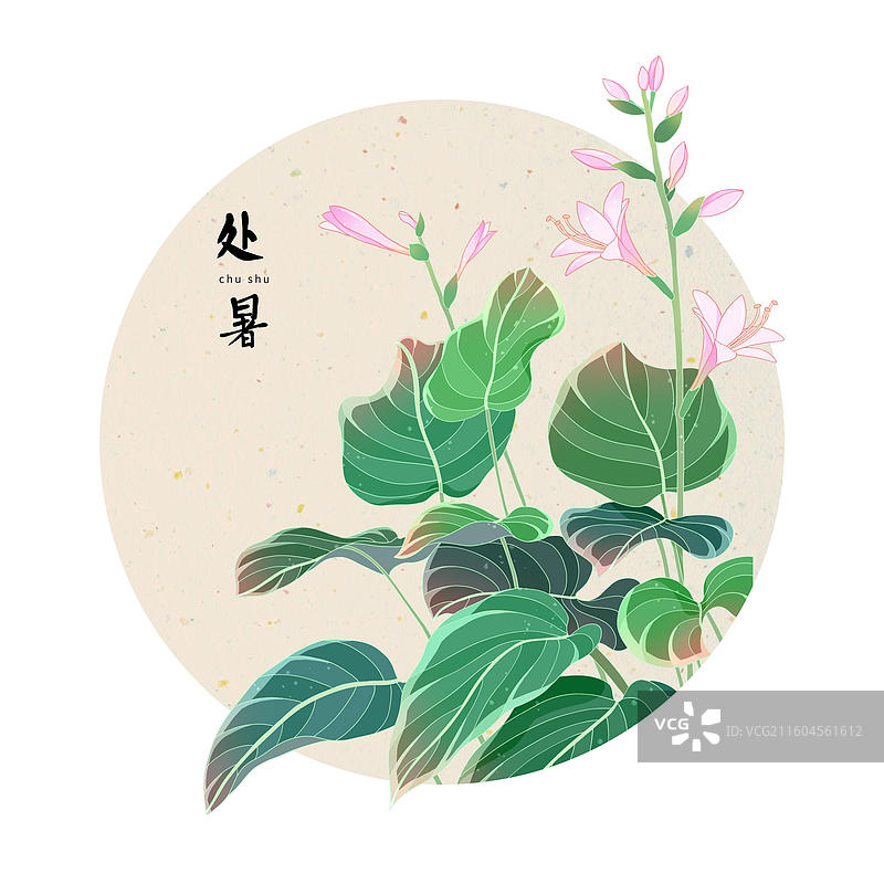 处暑玉簪花图片素材