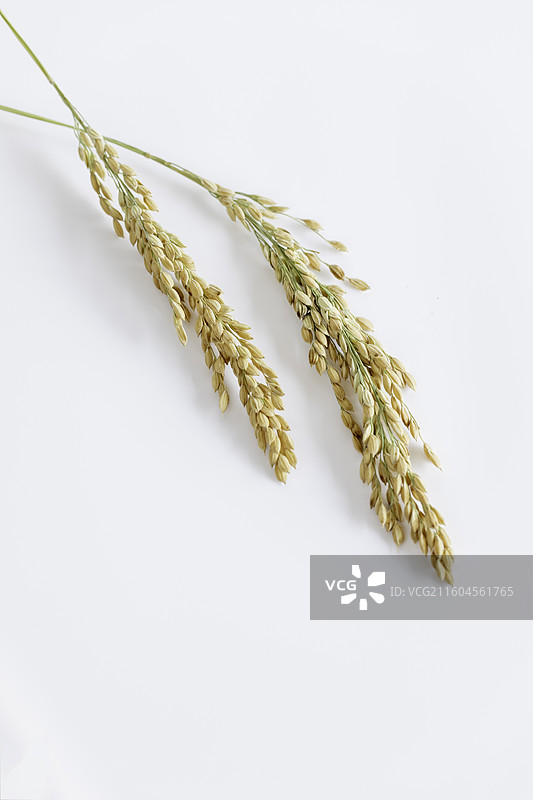 白色背景下的谷类植物特写镜头图片素材