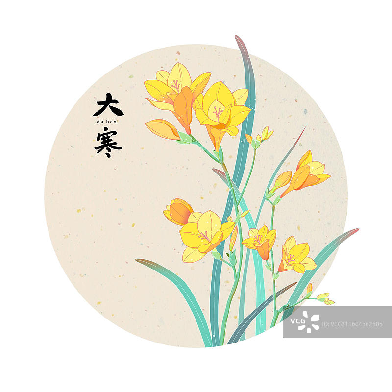 大寒香雪兰图片素材