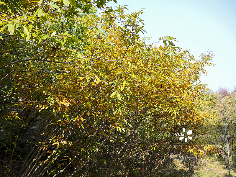 常熟虞山风景区秋景，满山红叶在阳光的照耀下闪闪发光图片素材