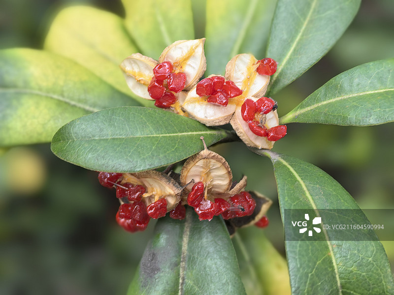海桐的果实图片素材