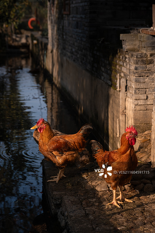 大公鸡特写图片素材