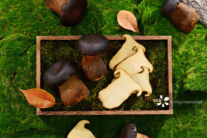森林草地上的牛肝菌图片素材