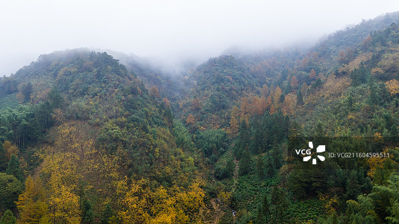 林家塘金钱松图片素材