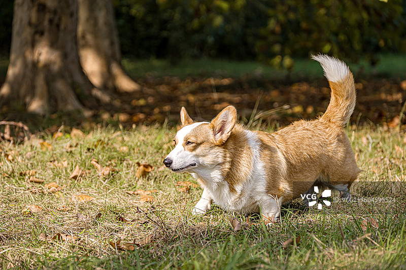 秋天在草地上的柯基图片素材