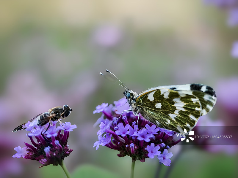 蝶与虫的紫花之约图片素材