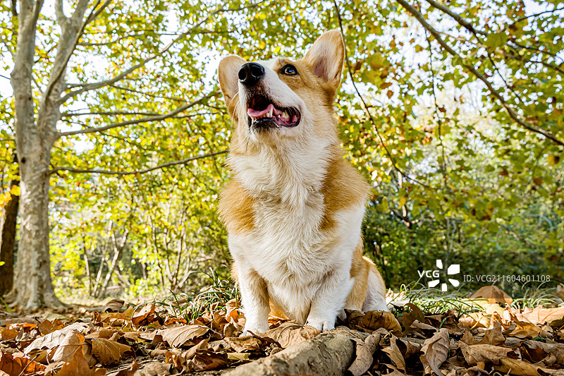 秋天在草地上的柯基图片素材