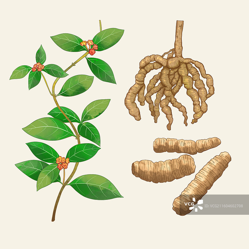 手绘水彩中药药材巴戟天图片素材