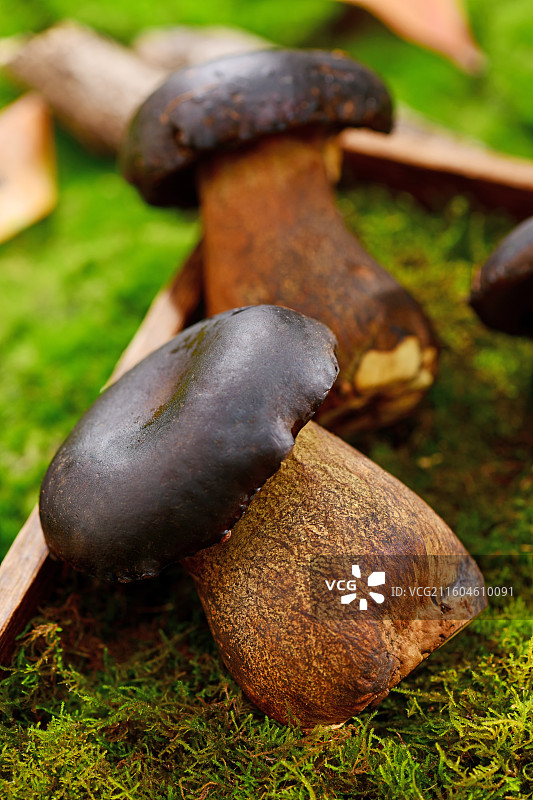 森林草地上的牛肝菌图片素材