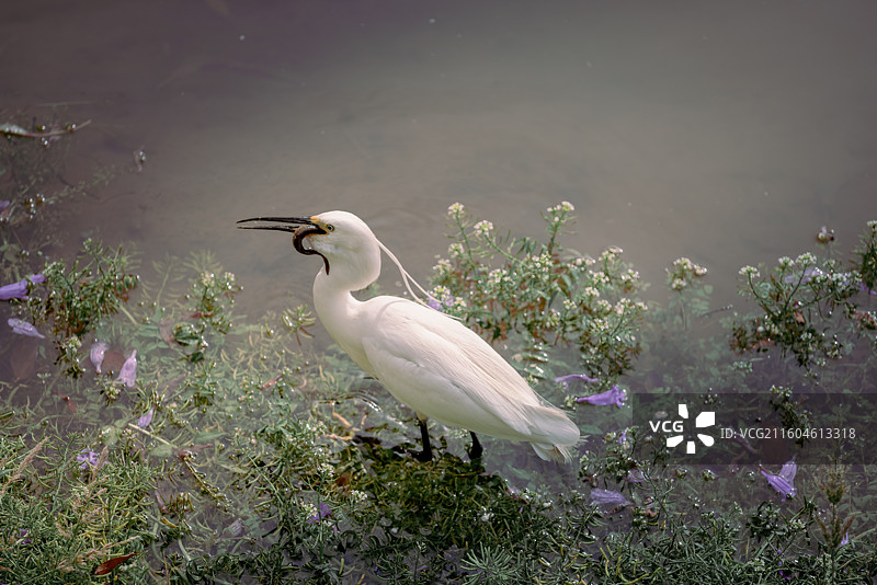 小白鹭捉泥鳅吃 鸟类主题 鸟类背景 小白鹭图片素材
