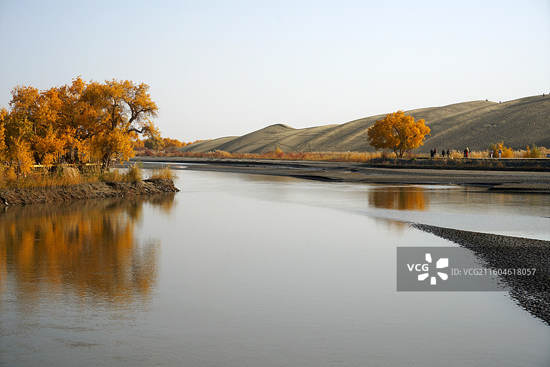 塔里木河畔胡杨图片素材