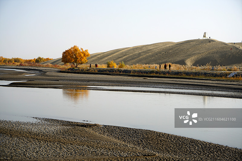 塔里木河畔胡杨图片素材