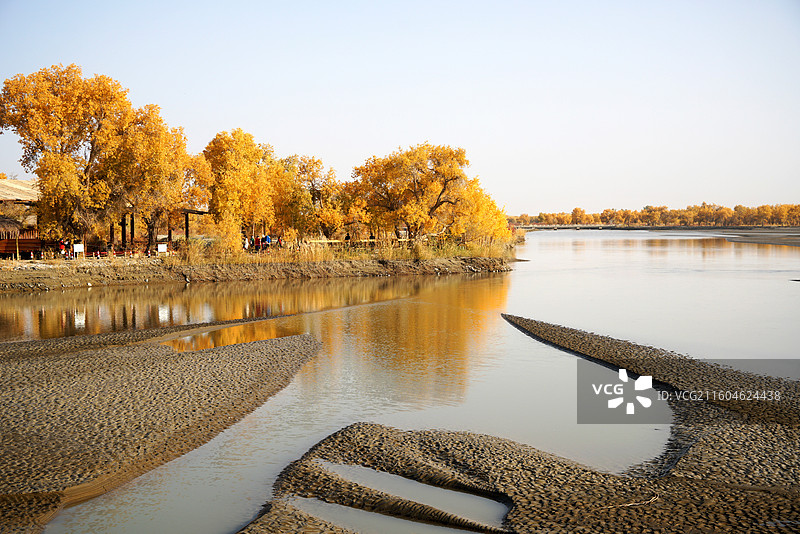 塔里木河畔胡杨图片素材