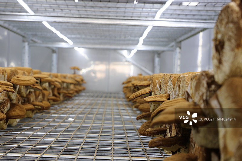 地道中药材：灵芝、孢子粉深加工、补气安神、保健养生图片素材