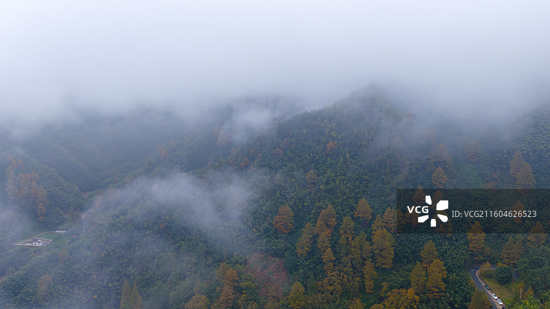 井空里金钱松图片素材