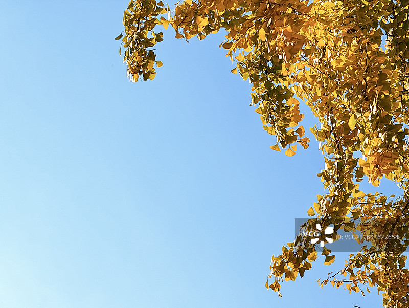 火腿之乡，金黄银杏：秋季以来，火腿之乡云南省曲靖宣威市振兴街北段两边的银杏叶，满树金黄，煞是好看。图片素材