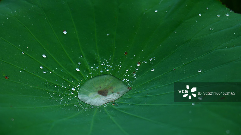 北京东郊湿地公园夏雨荷图片素材