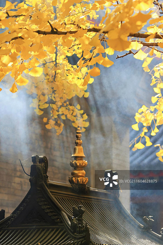 秋烟缭绕：金顶与黄叶的对话图片素材