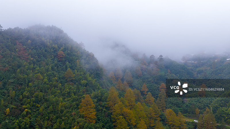 井空里金钱松图片素材