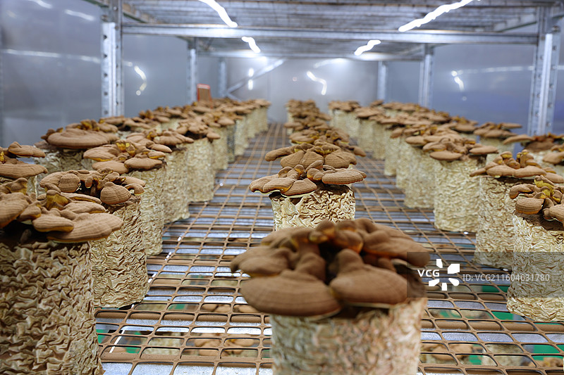 地道中药材：灵芝、孢子粉深加工、补气安神、保健养生图片素材